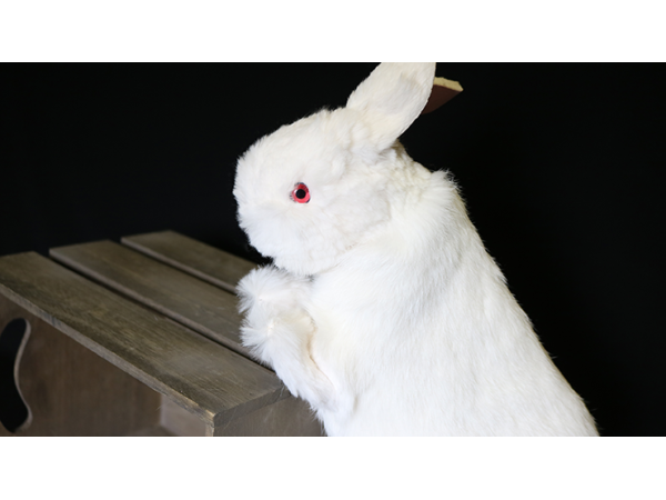 Rabbit Hand Puppet by Magic Masters