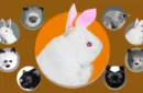 Rabbit Hand Puppet by Magic Masters – Image 1