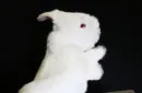 Rabbit Hand Puppet by Magic Masters – Image 2
