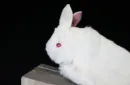 Rabbit Hand Puppet by Magic Masters – Image 3