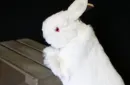 Rabbit Hand Puppet by Magic Masters – Image 4