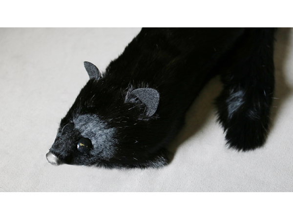 Black Fox Spring Animal by Magic Masters