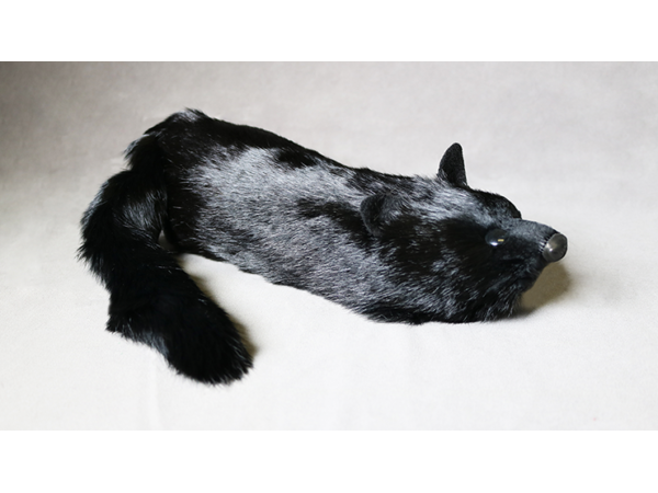 Black Fox Spring Animal by Magic Masters