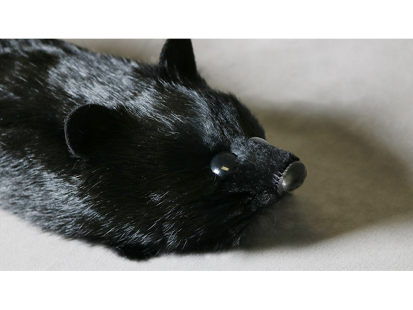 Black Fox Spring Animal by Magic Masters