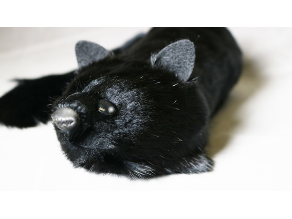 Black Fox Spring Animal by Magic Masters