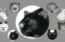 Black Fox Spring Animal by Magic Masters – Image 1