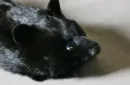 Black Fox Spring Animal by Magic Masters – Image 4