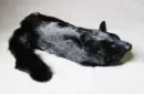 Black Fox Spring Animal by Magic Masters – Image 5