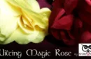 Wilting Rose by Strixmagic – Bild 2