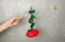 Wilting Rose by Strixmagic – Bild 3