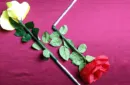 Wilting Rose by Strixmagic – Bild 4