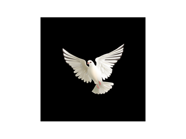 BLUFFF (Appearing Dove) by Juan Pablo Magic