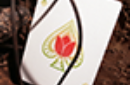 Httpswww magicshop chmediacatalogproductsisimple cardsbicfour spring 9 png