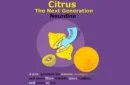 CITRUS: The Next Generation (C1 - Large) by Nourdine - Trick – Image 1