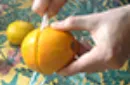 CITRUS: The Next Generation (C1 - Large) by Nourdine - Trick – Image 5