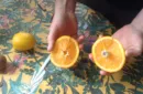 CITRUS: The Next Generation (C1 - Large) by Nourdine - Trick – Image 6