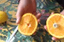 CITRUS: The Next Generation (C1 - Large) by Nourdine - Trick – Image 7