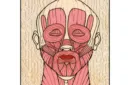 Muscle Memory (With DVD) by Dennis Friebe - Book – Image 1
