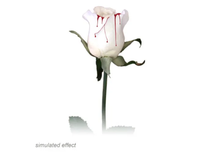 Bleeding Rose by Visual Magic - Trick
