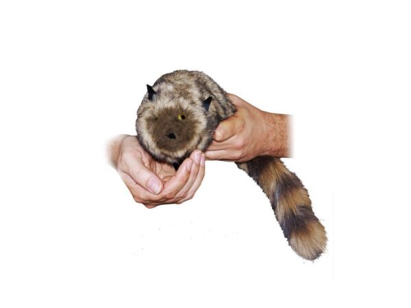Roxie The Raccoon (Spring Animal)