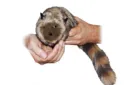 Roxie The Raccoon (Spring Animal) – Image 2