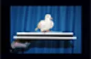 Balloon/Fire Dove Tray by Tora Magic - Trick – Image 5