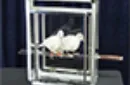 Doves on Sword in Glass Cube by Tora Magic - Trick – Image 3