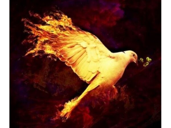 Flash Dove - Pyro Tauben by Panda Magic