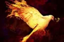 Flash Dove - Pyro Tauben by Panda Magic – Image 1