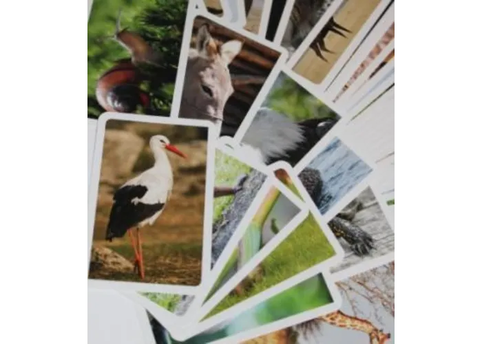 Spezial-Forcierkarten "Bildimpulse Tiere", Starter-Set mit ausführlicher Videoanleitung