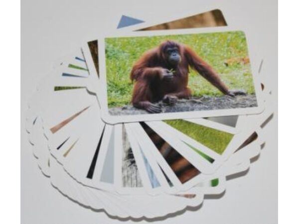 Foto-Forcierkartenset "Bildimpulse Tiere" Einzelverpackung