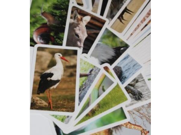 Foto-Forcierkartenset "Bildimpulse Tiere" Einzelverpackung