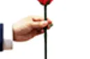 Color Changing Rose by JL Magic – Image 5