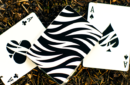 Httpswww magicshop chmediacatalogproductsisimple cardsz 8 png