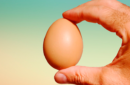 Httpswww magicshop chmediacatalogproductsisimple fakeegg brown 2 png