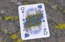Faunae Veiled Edition Playing Cards by Brain Vessel – Bild 5