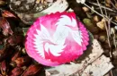 Lonely Wolf (PINK) Playing Cards by Bocopo – Bild 2