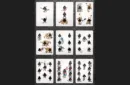 Eclipse Comic (Blue) Vintage Transformation Playing Cards – Image 5