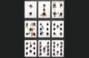 Httpswww magicshop chmediacatalogproductsisimple cardseclipse blu 8 2 png