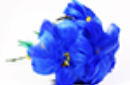 Httpswww magicshop chmediacatalogproductsisimple flowersal 9 png