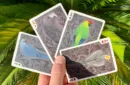 Gilded Bicycle Parrot Extinct Playing Cards – Image 3