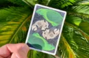 Gilded Bicycle Parrot Extinct Playing Cards – Image 5