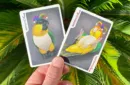 Bicycle Parrot Extinct Playing Cards – Image 2