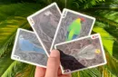 Gilded Bicycle Parrot Playing Cards – Image 3