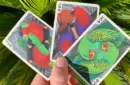Bicycle Parrot Playing Cards – Image 5