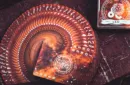 Solokid Constellation Series V2 (Leo) Playing Cards by BOCOPO – Bild 2