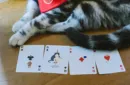 Meow Star Playing Cards by Bocopo – Image 5