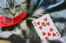 Meow Star Playing Cards by Bocopo – Image 6