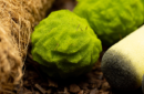 Httpswww magicshop chmediacatalogproductsisimple cannabisspo 6 png