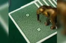 DMC ELITES V4: Marked Deck (Forest Green Phantom Finish) Playing Cards – Image 2